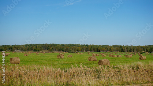 Russian fields