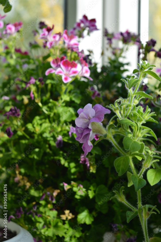 Petunia flower on blurred background with blooming pelargonium. Small garden on the balcony