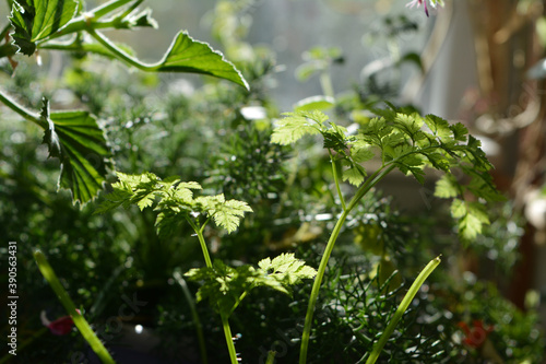 Fresh green leaves of chervil in spring day