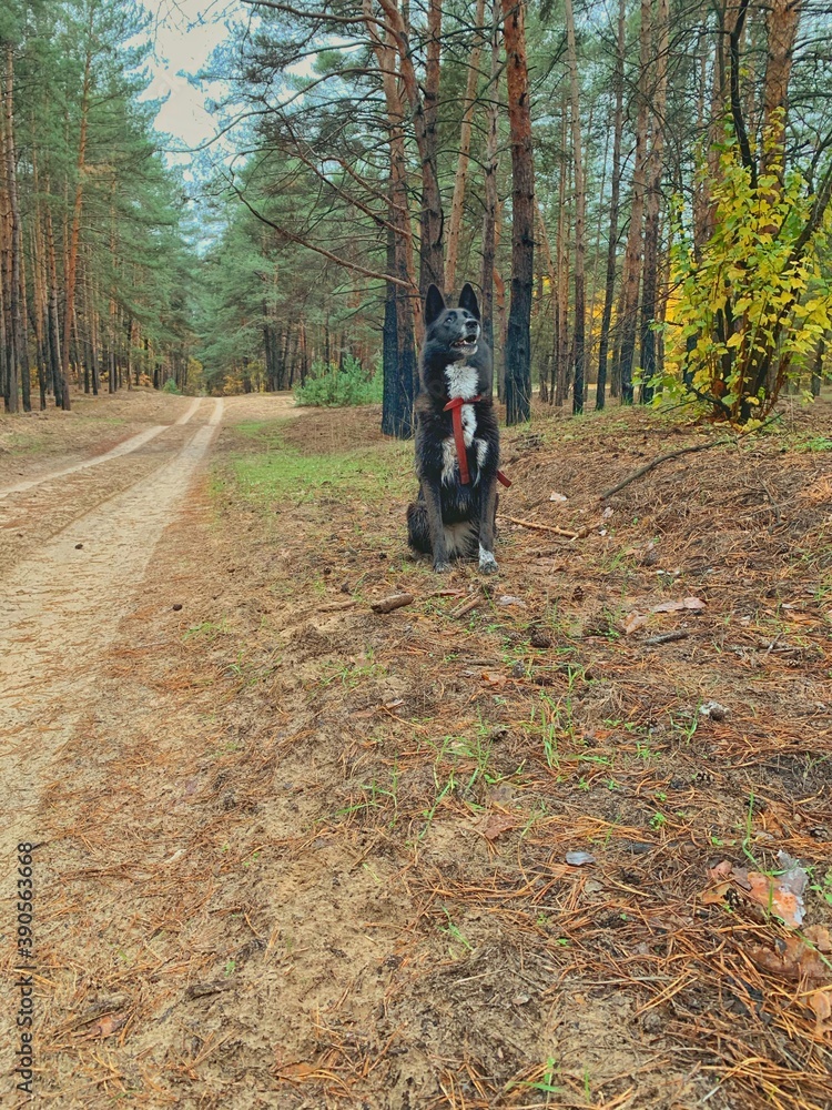 Прогулка с собакой в осеннем лесу 