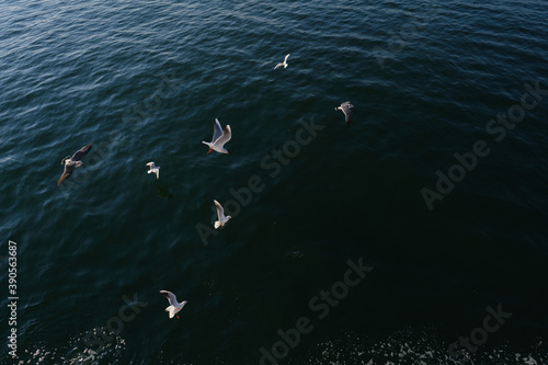 海面付近を飛ぶひと群れのカモメ