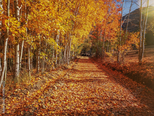road and yellowed leaves, fallen leaves, autumn season, forest and trees 