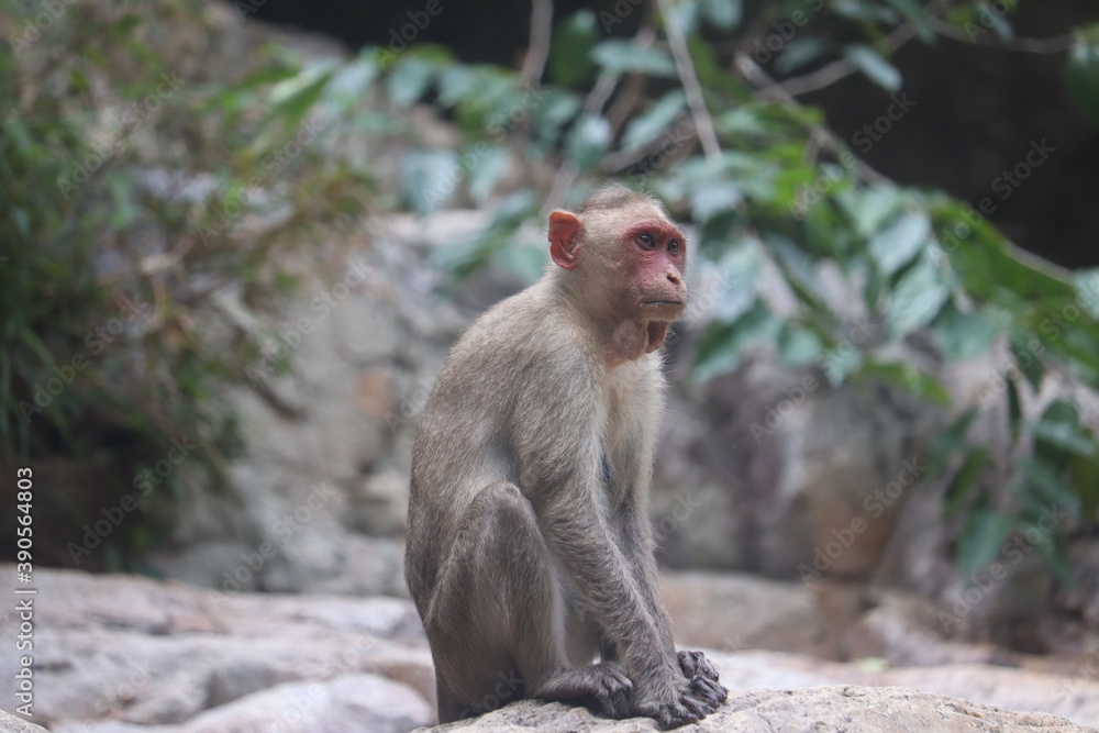 japanese macaque sitting on the ground