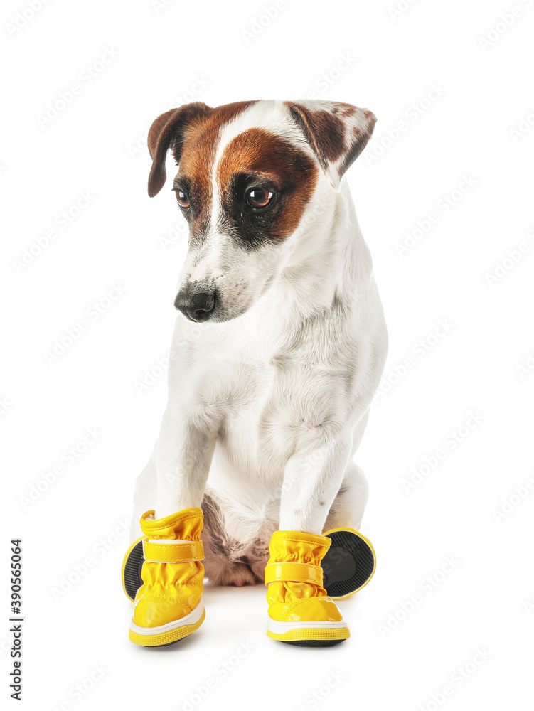 Cute funny dog in booties on white background