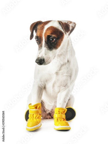 Cute funny dog in booties on white background © Pixel-Shot