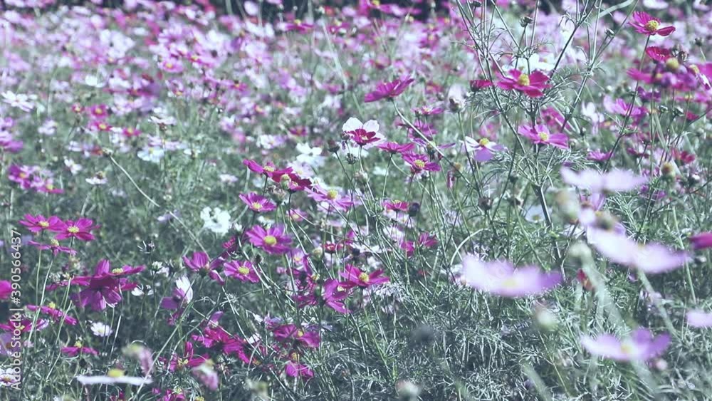風にそよぐ画面いっぱいの満開の秋桜 フィルター 風にそよぐ画面いっぱいの満開の秋桜 フィルター