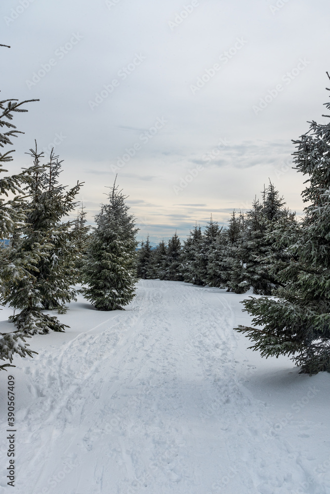 winter mountain scenery with snow covered hiking trail and smaller trees bellow Lysa hora hill in Moravskoslezske Beskydy mountains in Czech republic winter mountain scenery with snow covered hiking trail and smaller trees bellow Lysa hora hill in Moravskoslezske Beskydy mountains in Czech republic