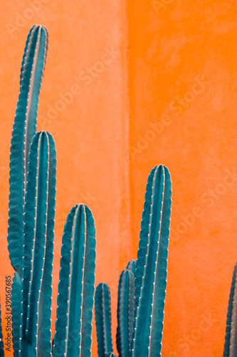 image of Green cactus against orange background.