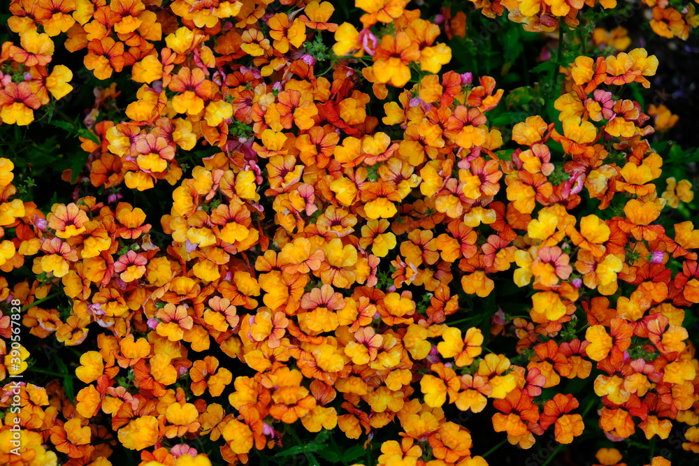 oranges Blütenmeer oranges Blütenmeer
