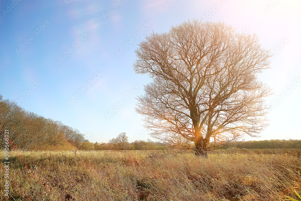 landscape in the autumn park / concept nature seasonal landscape season, autumn, forest, trees Indian summer landscape in the autumn park / concept nature seasonal landscape season, autumn, forest, trees Indian summer