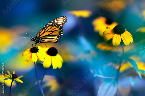 Small yellow bright summer flowers and Nonarch butterfly on a background of blue and green foliage in a fairy garden. Macro artistic image. Banner format.