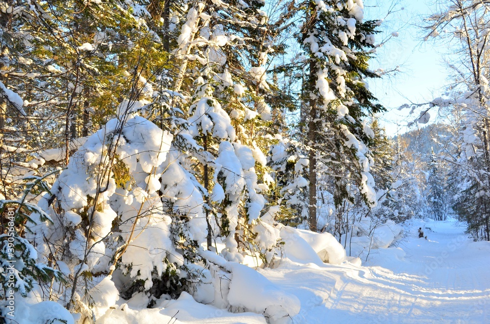 Winter landscape in the forest with deep snowdrifts, caps of snow on the trees.