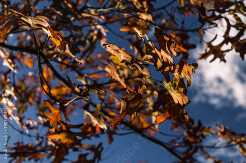 Brown oak tree leaves in the sun against a blue sky with white clouds