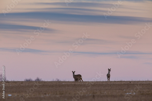 The Sunset Landscape and Deers