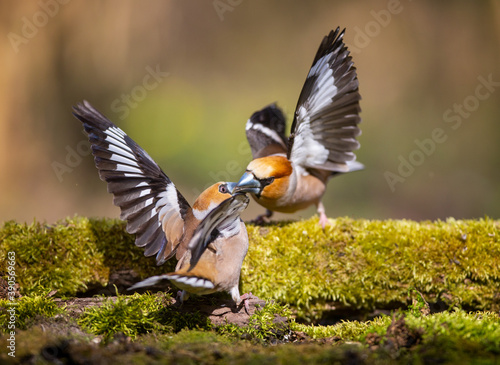 The Battle of Hawfinches