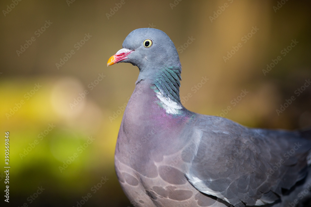 The Portrait of Wood Pigeon The Portrait of Wood Pigeon