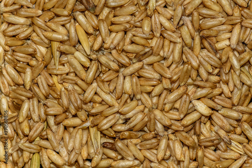 peeled oat grain seeds in detail