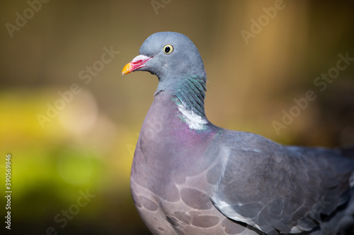 The Portrait of  Wood Pigeon