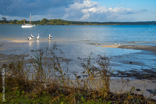 Pelicans, boat and seagulls in the storm light © Merrillie