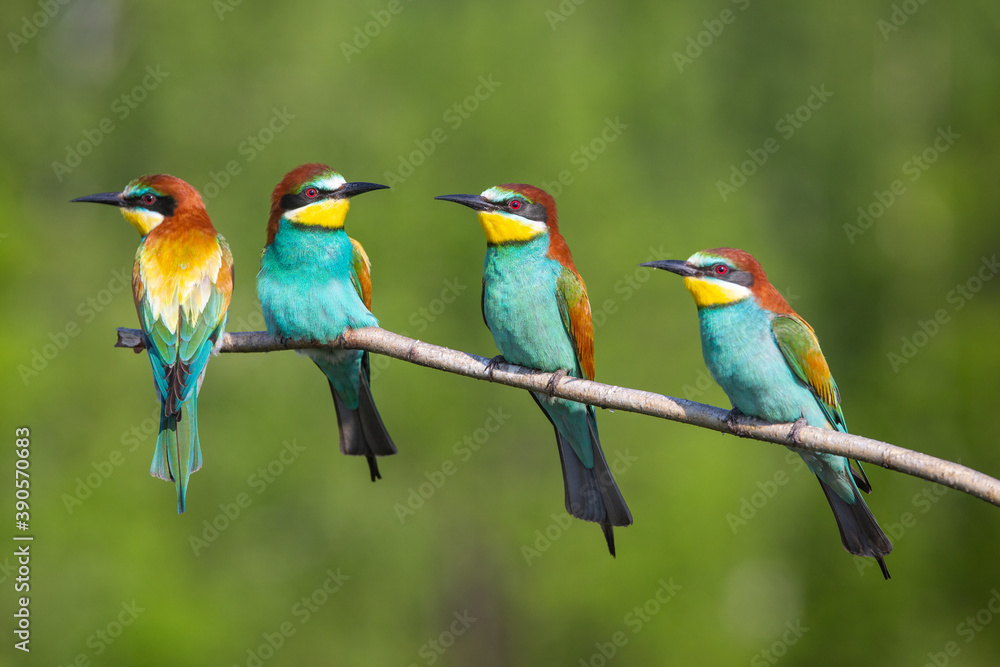 The bee-eaters The bee-eaters