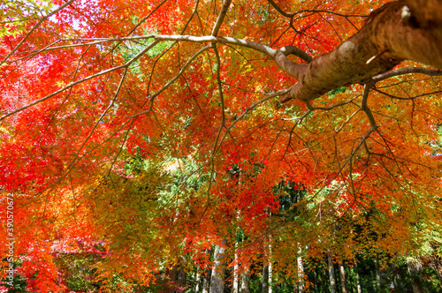 綺麗な紅葉のシルエット