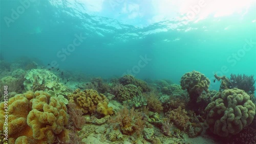 Wallpaper Mural Tropical coral reef. Underwater fishes and corals. Philippines. Torontodigital.ca