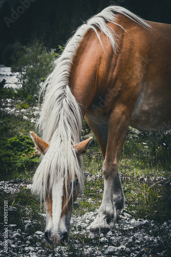 Wild horses in the Val d'Escreins - Chevaux sauvages dans le Val d'Escreins, Vars, Hautes Alpes, France