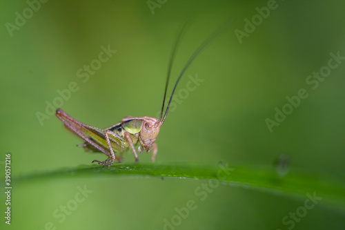 The little Grasshopper