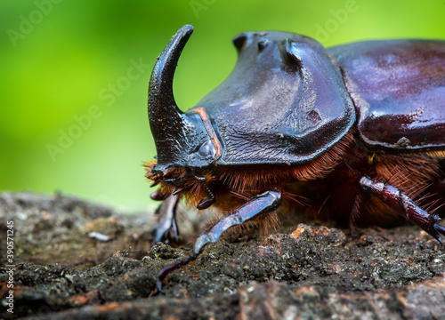 The close up of rhinoceros beetle