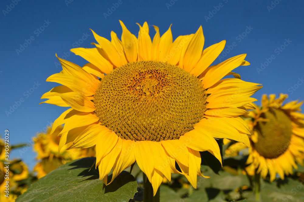 blooming sunflowers with blue sky in the background blooming sunflowers with blue sky in the background