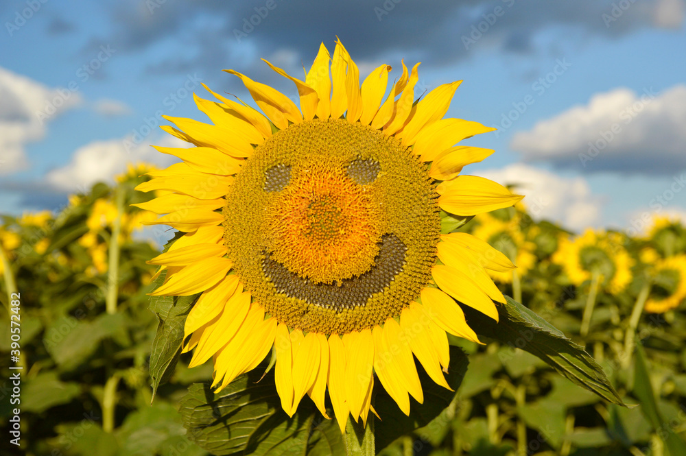 blooming sunflower with smiley face close up blooming sunflower with smiley face close up
