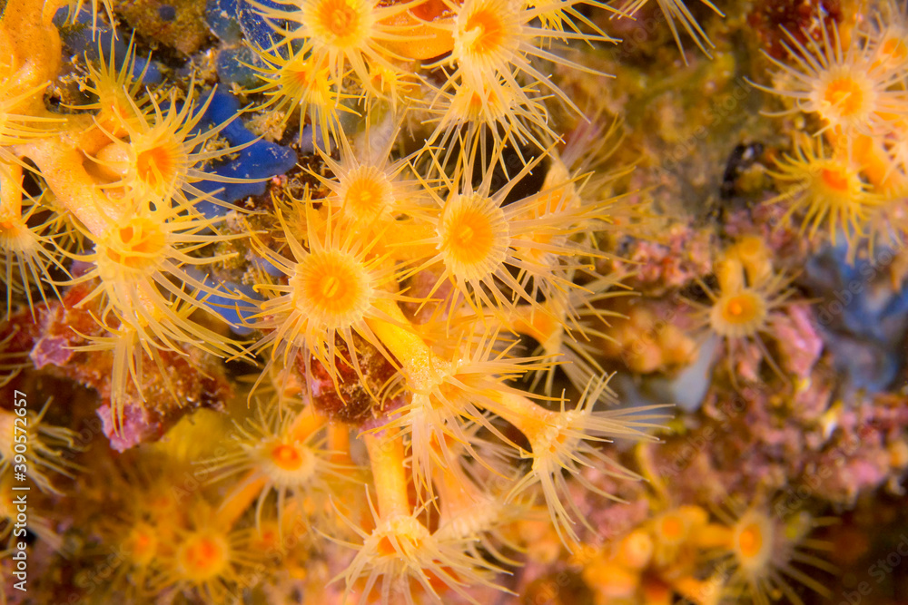 Yellow Encrusting Sea Anemone, Parazoanthus axinellae, Cabo Cope-Puntas del Calnegre Natural Park, Mediterranean Sea, Murcia, Spain, Europe Yellow Encrusting Sea Anemone, Parazoanthus axinellae, Cabo Cope-Puntas del Calnegre Natural Park, Mediterranean Sea, Murcia, Spain, Europe