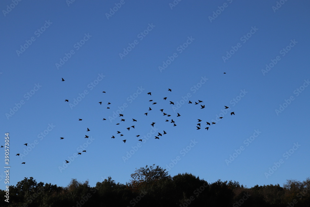 birds in flight birds in flight