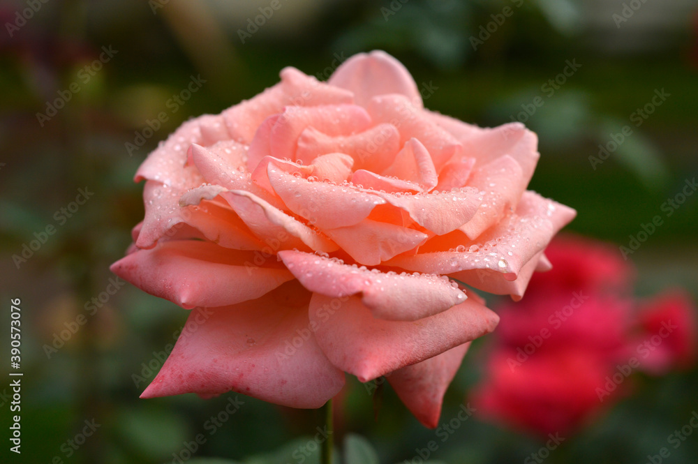 blooming pink rose with rain drops close up