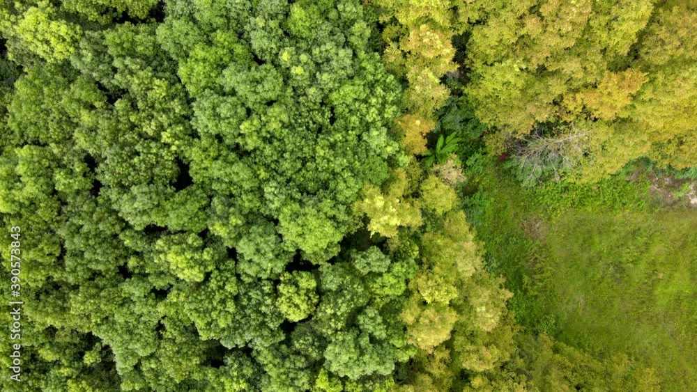 Forest aerial top view in early autumn. Forest of green conifers, deciduous trees with yellow leaves. Fall colors countryside woodland. Drone zoom out directly above colorful texture in nature Forest aerial top view in early autumn. Forest of green conifers, deciduous trees with yellow leaves. Fall colors countryside woodland. Drone zoom out directly above colorful texture in nature