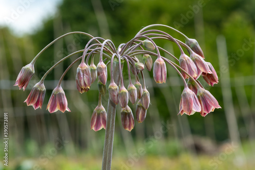 Close up of a honey lily (allium siculum) plant in flower photo