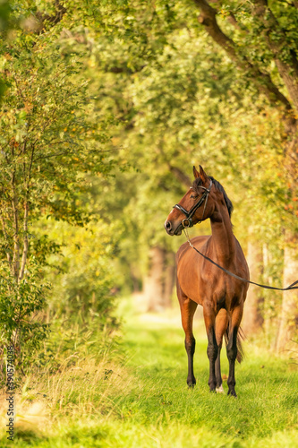 A brown horse on a forest trail in the autumn evening sun. fairy tale