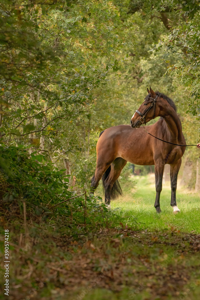 A brown horse on a forest trail in the autumn evening sun A brown horse on a forest trail in the autumn evening sun