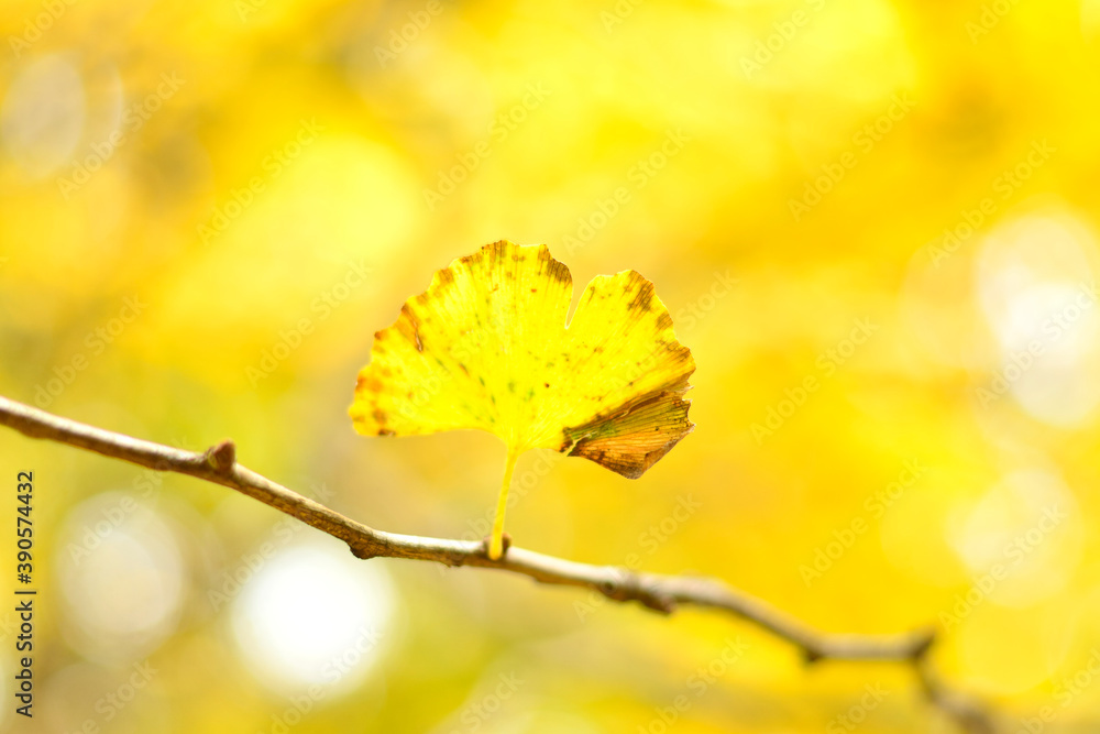 Obraz premium 秋のイチョウの葉っぱ