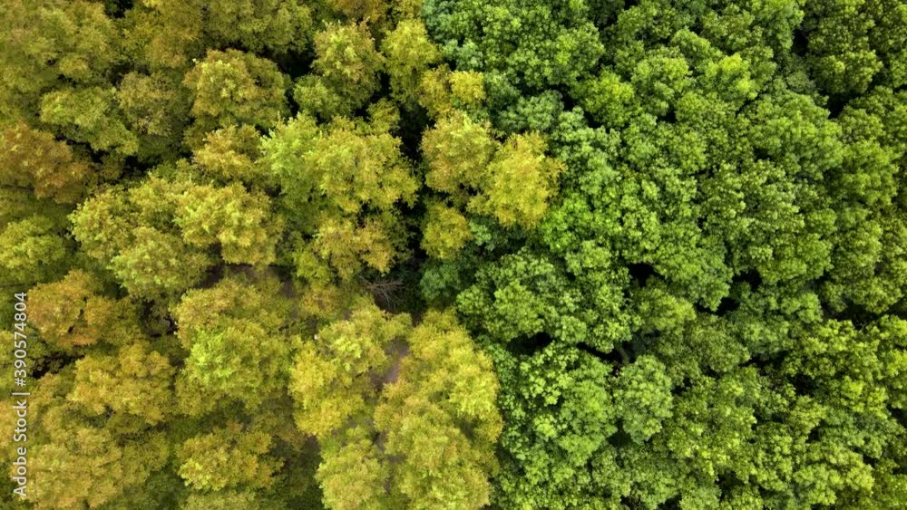 Forest aerial top view in early autumn. Forest of green conifers, deciduous trees with yellow leaves. Fall colors countryside woodland. Drone aerial view of beautiful landscape in Shanghai China Forest aerial top view in early autumn. Forest of green conifers, deciduous trees with yellow leaves. Fall colors countryside woodland. Drone aerial view of beautiful landscape in Shanghai China