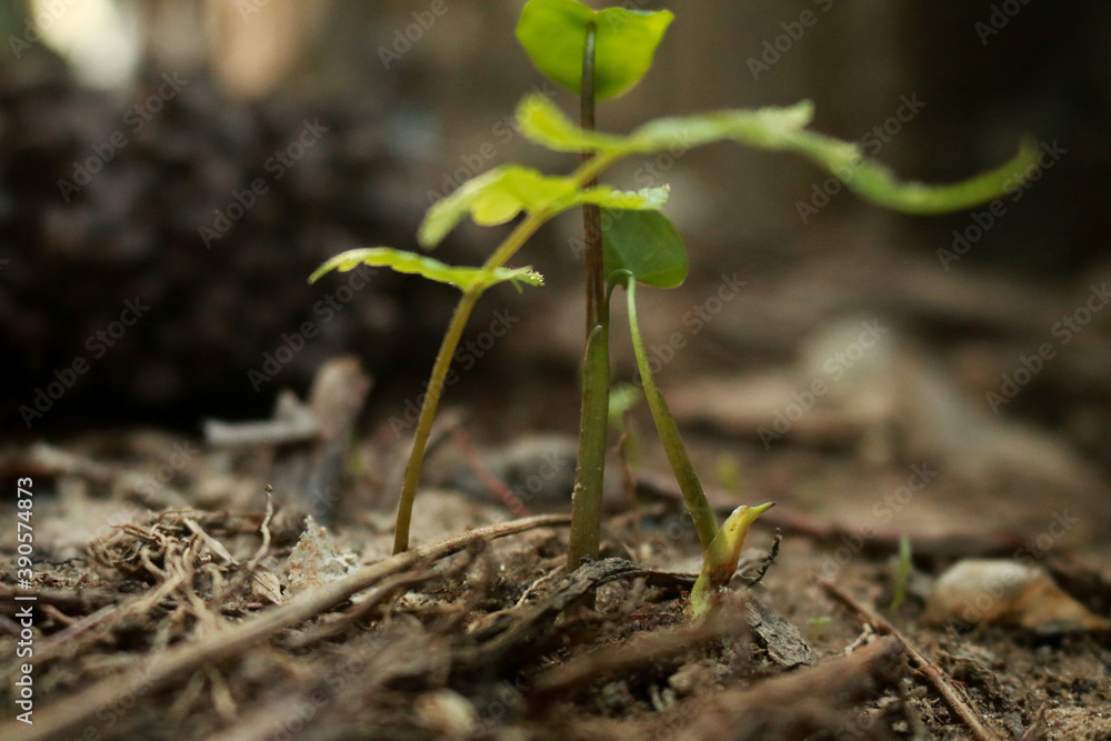 New Life Little Tree Macro Photography New Life Little Tree Macro Photography