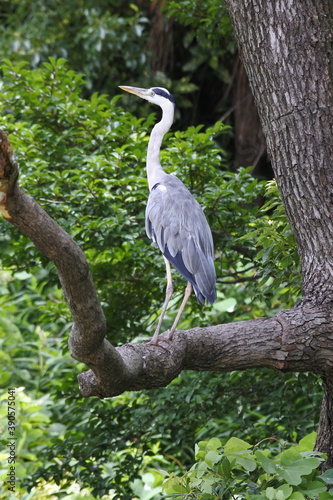 Gray heron is resting on a thick branch at a high place and looking at something.