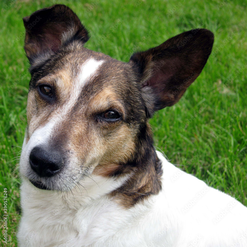 Portrait d'un Jack Russell Terrier Portrait d'un Jack Russell Terrier