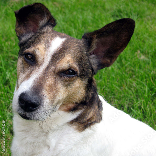 Portrait d'un Jack Russell Terrier © Jessy