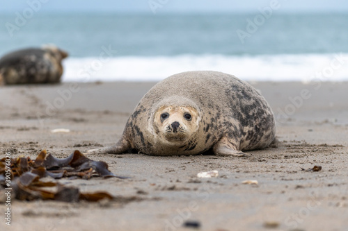Harbor Seal (Phoca vitulina) at the edge of the ocean