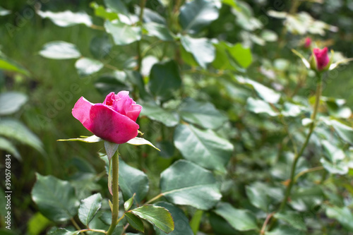 Unopened rosebud on a background of foliage
