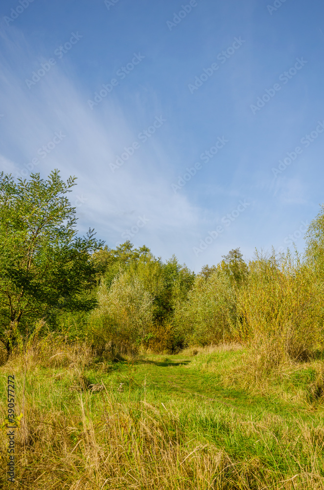 Landscape with autumn forest in the sunny day. Yellow and green forest in the fall season. Landscape with autumn forest in the sunny day. Yellow and green forest in the fall season.