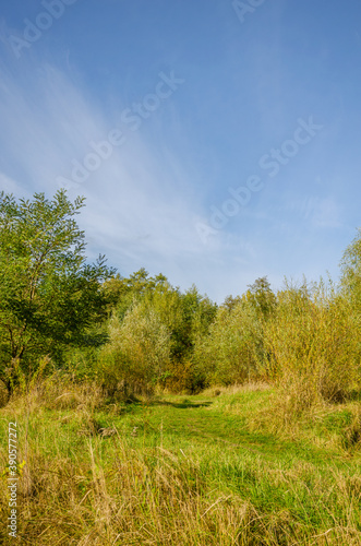 Landscape with autumn forest in the sunny day. Yellow and green forest in the fall season.