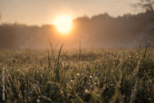 Orange color of dawn in an illuminated meadow. Macro shot of dew drops and spider webs on the grass. Selective focus on the details, blurred background.