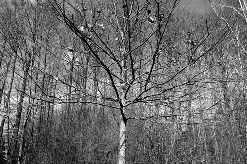 Naked trees in park. Black and white